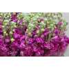 Matthiola Red It. Imp