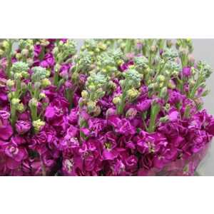 Matthiola Red It. Imp