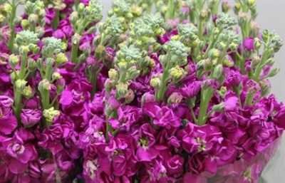 Matthiola Red It. Imp