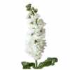 Matthiola White