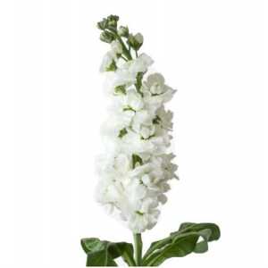 Matthiola White
