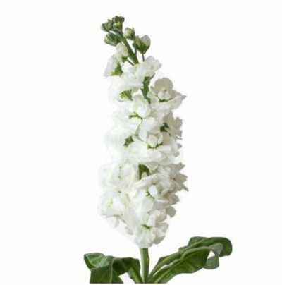Matthiola White