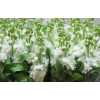 Matthiola White It. Imp