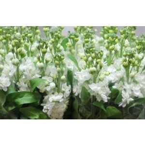 Matthiola White It. Imp