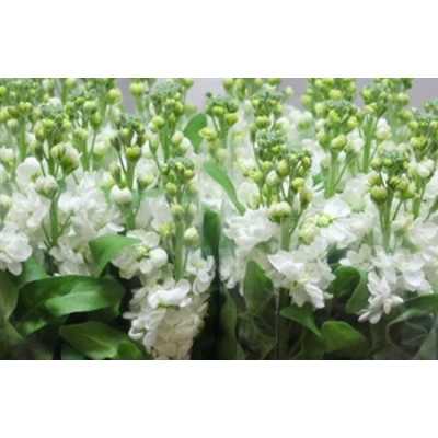 Matthiola White It. Imp