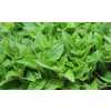 Mentha Leaf