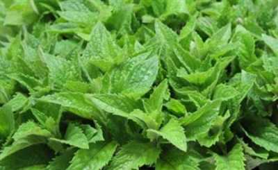 Mentha Leaf