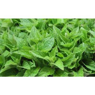 Mentha Leaf