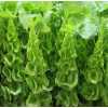 Moluccella