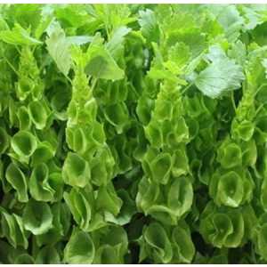 Moluccella
