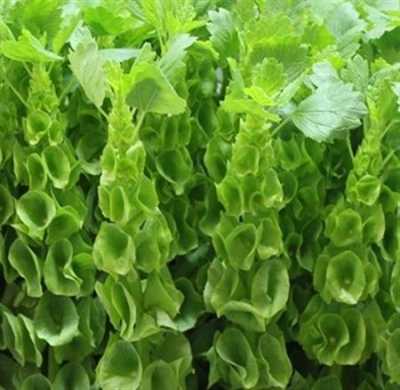Moluccella