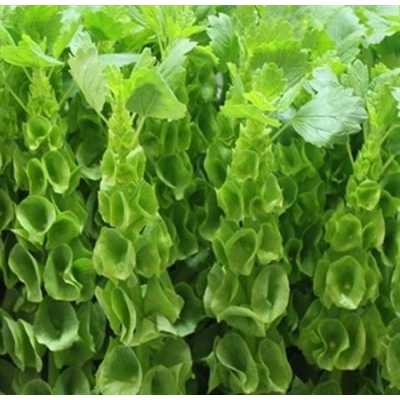 Moluccella