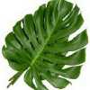 Monstera
