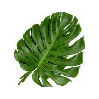 Monstera