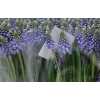 Muscari Blue