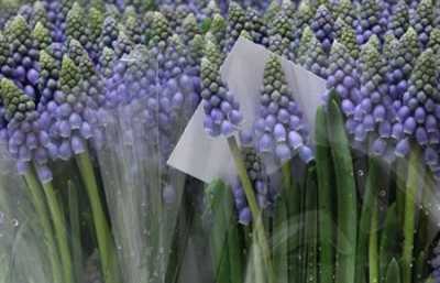 Muscari Blue