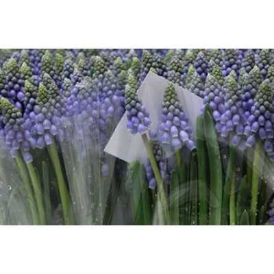 Muscari Blue