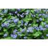 Myosotis Blue Ex