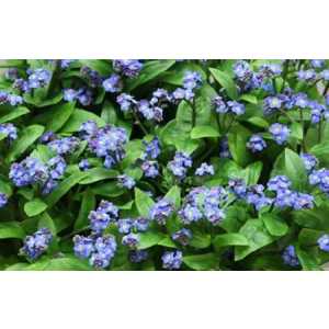 Myosotis Blue Ex