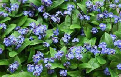 Myosotis Blue Ex
