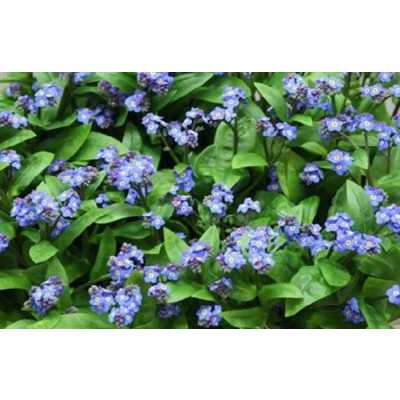 Myosotis Blue Ex