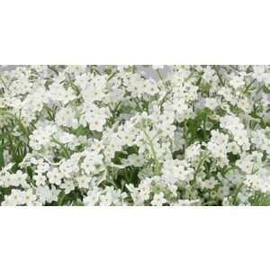 Myosotis White