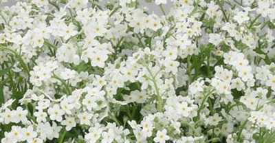 Myosotis White