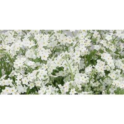 Myosotis White