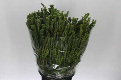 Myrtus Tarantino