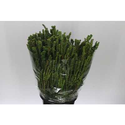 Myrtus Tarantino
