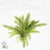 Nephrolepis