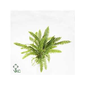 Nephrolepis