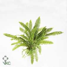 Nephrolepis