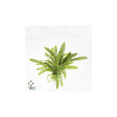 Nephrolepis