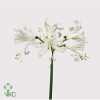 Nerine Bo Biancaneve