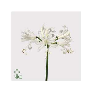 Nerine Bo Biancaneve