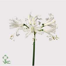Nerine Bo Biancaneve