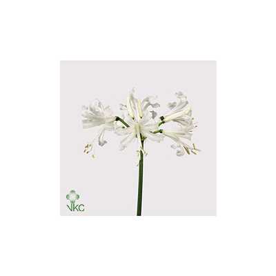 Nerine Bo Biancaneve