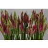 Nerine Bo Favoriet