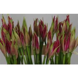 Nerine Bo Favoriet