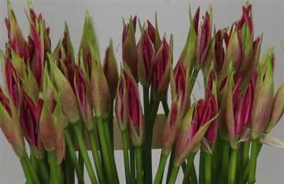 Nerine Bo Favoriet