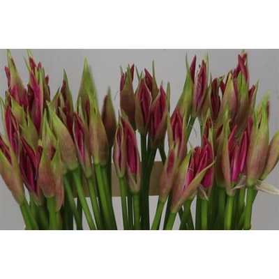Nerine Bo Favoriet