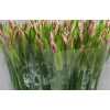 Nerine Pale Pink