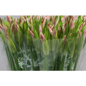 Nerine Pale Pink