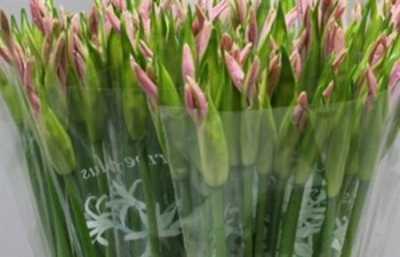 Nerine Pale Pink