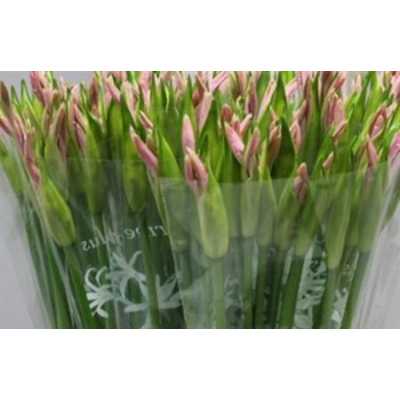 Nerine Pale Pink