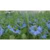 Nigella Blue