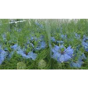 Nigella Blue