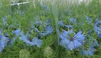 Nigella Blue