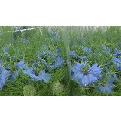 Nigella Blue